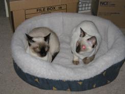 more kittens